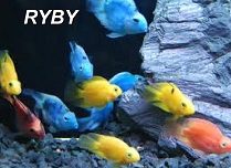 Prezentacja multimedialna uczennicy kl. VI a Agnieszki Kulesy pod tytułem - RYBY